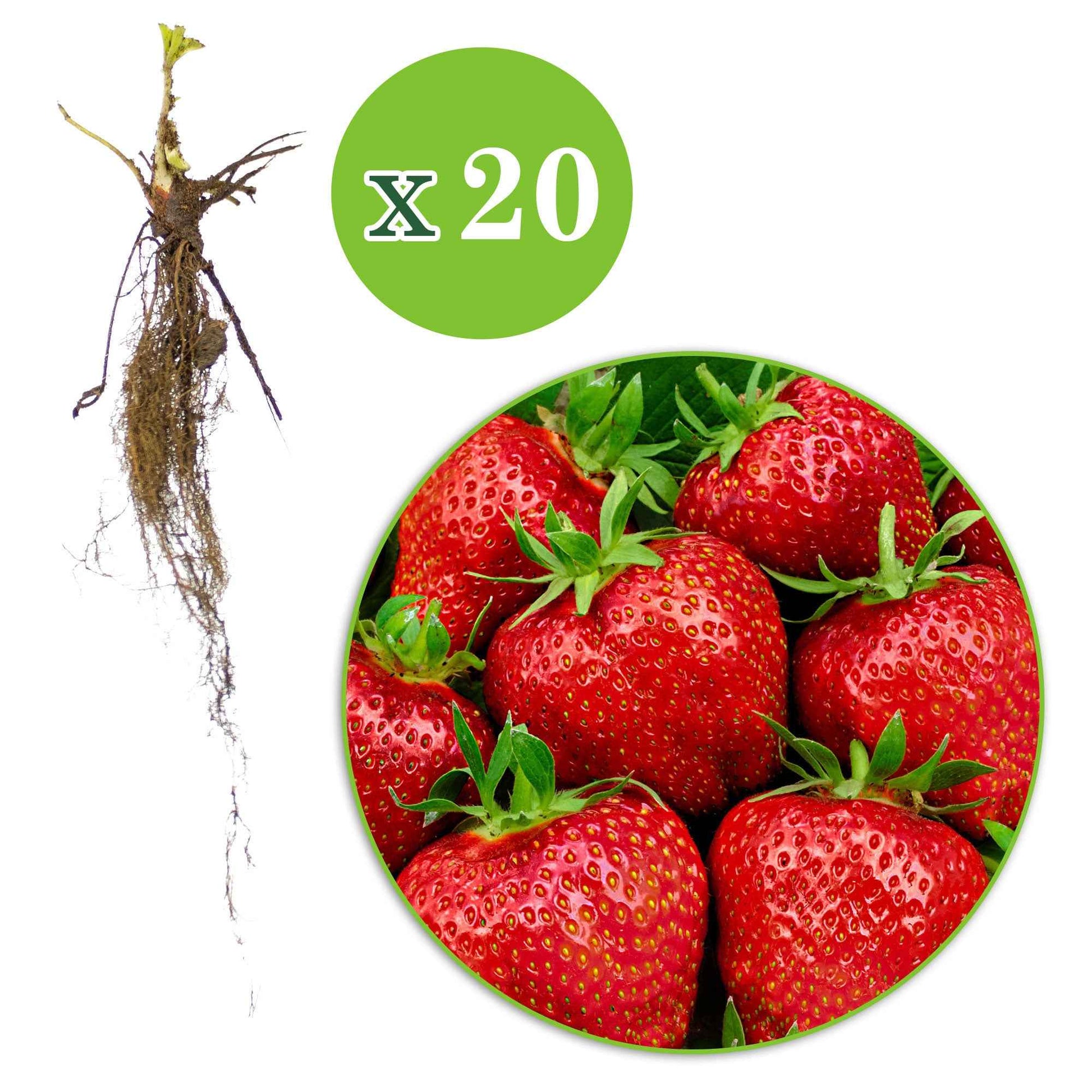 Erdbeeren - Erdbeere 'Gigantella Maxim' (x20) - Fragaria maxim
