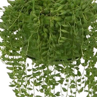 Erbsenpflanze - Senecio herreianus compositae - Bakker