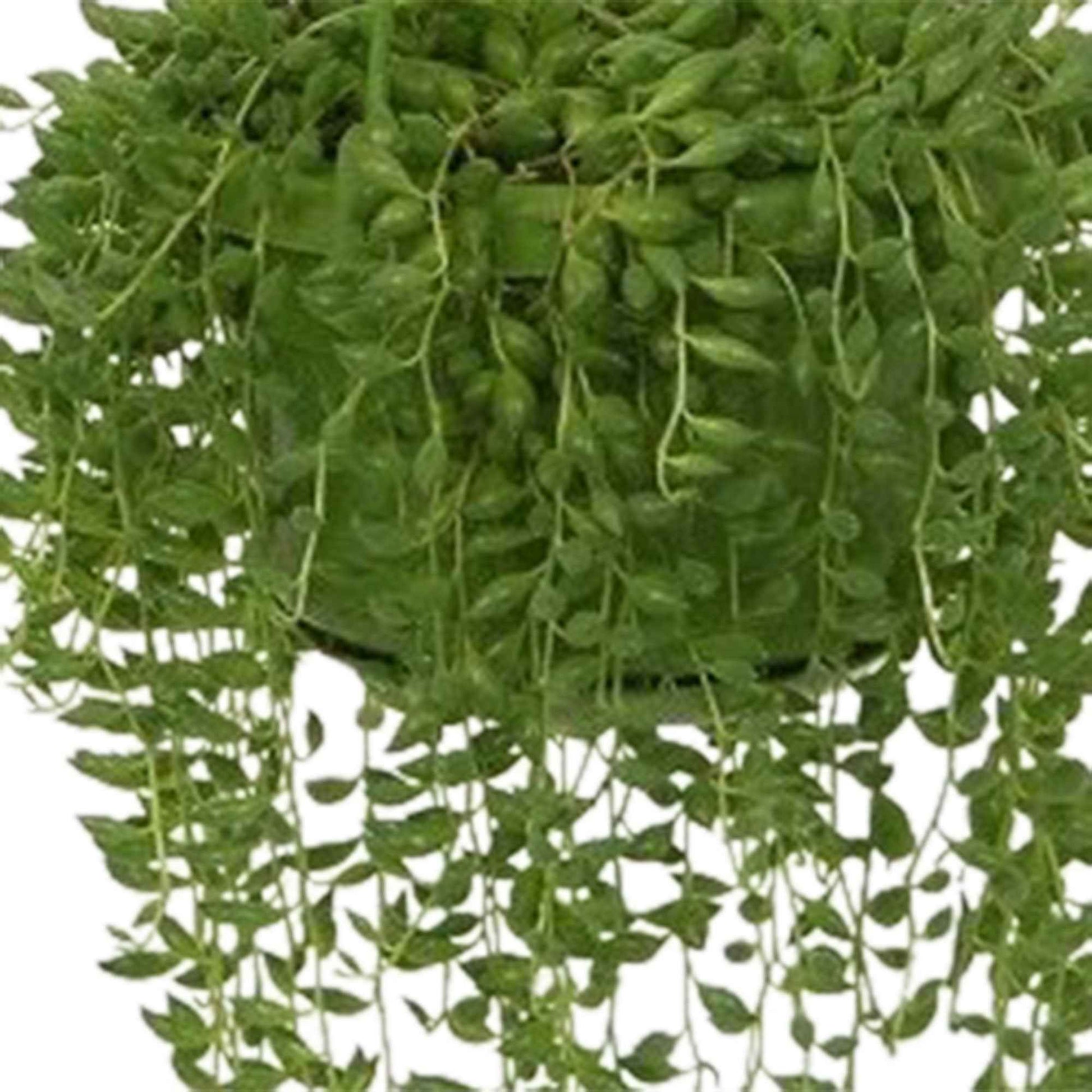 Erbsenpflanze - Senecio herreianus compositae - Bakker