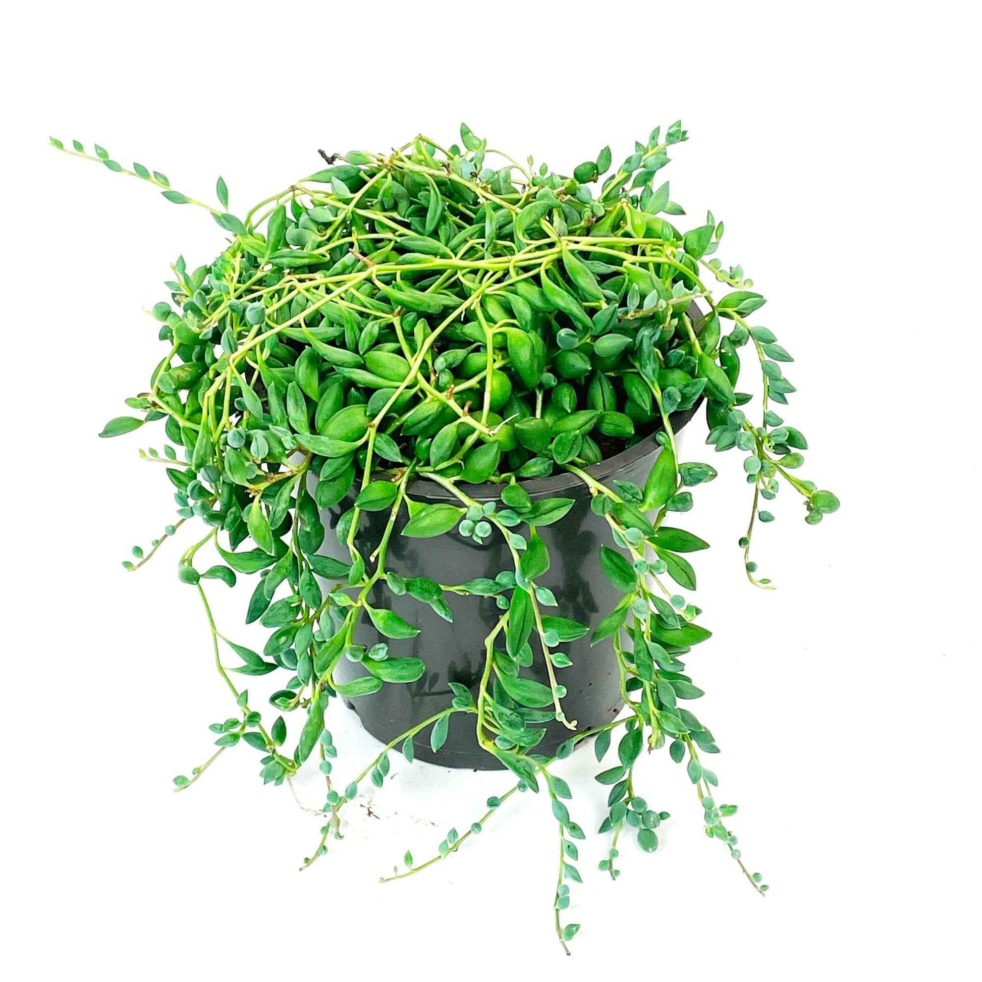 Senecio herreianus compositae - Erbsenpflanze - Grüne Zimmerpflanzen