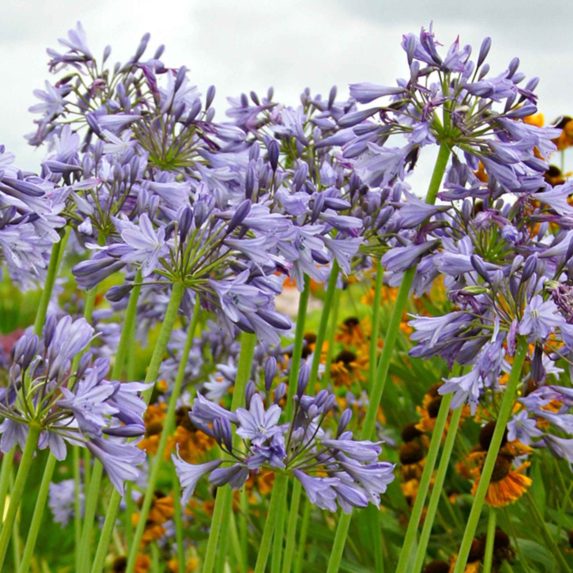 Afrikanische Schmucklilie 'Silver Moon' - Agapanthus Silver Moon - Bakker