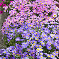 Herbstastern Mischung (x4) - Aster dumosus - Bakker