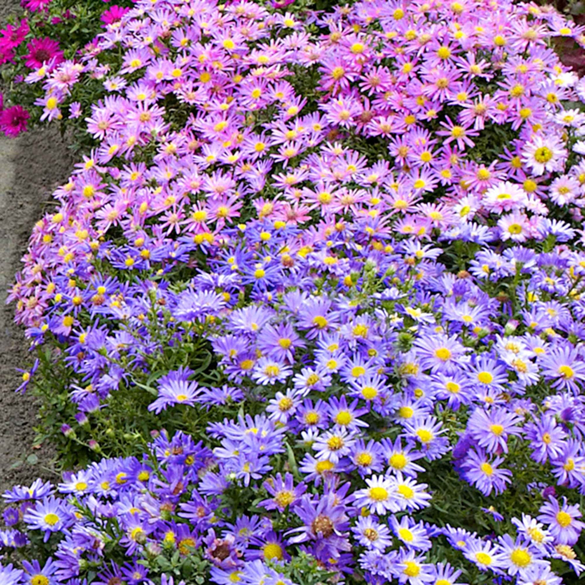 Herbstastern Mischung (x4) - Aster dumosus - Bakker
