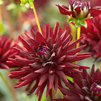 Dahlia tamburo - Dahlie 'Tamburo' (x3) - Dahlien-Zwiebeln