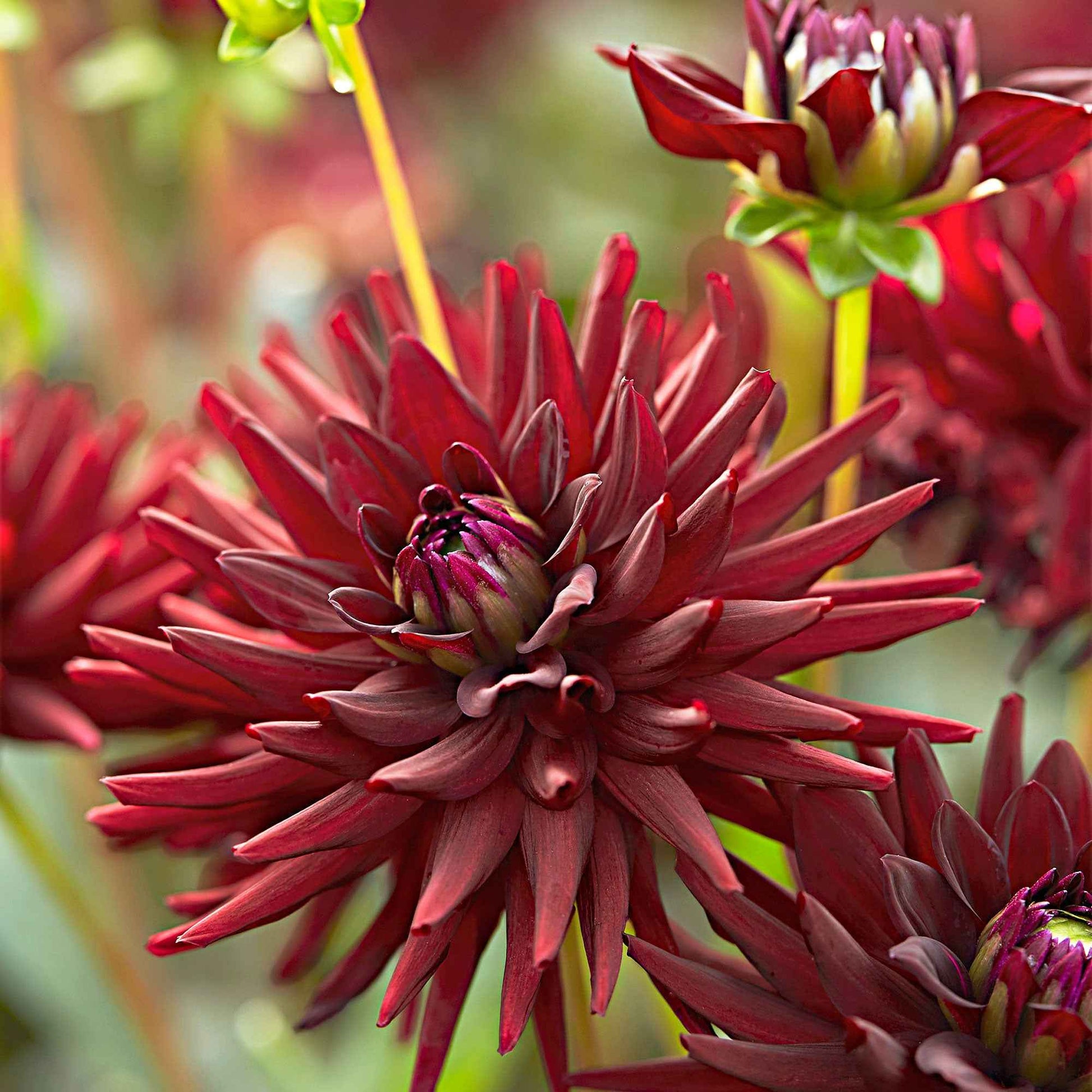Dahlia tamburo - Dahlie 'Tamburo' (x3) - Dahlien-Zwiebeln