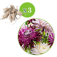 Dahlien 'Avignon' + 'Vancouver' (x3) - Dahlia 'avignon','vancouver' - Bakker