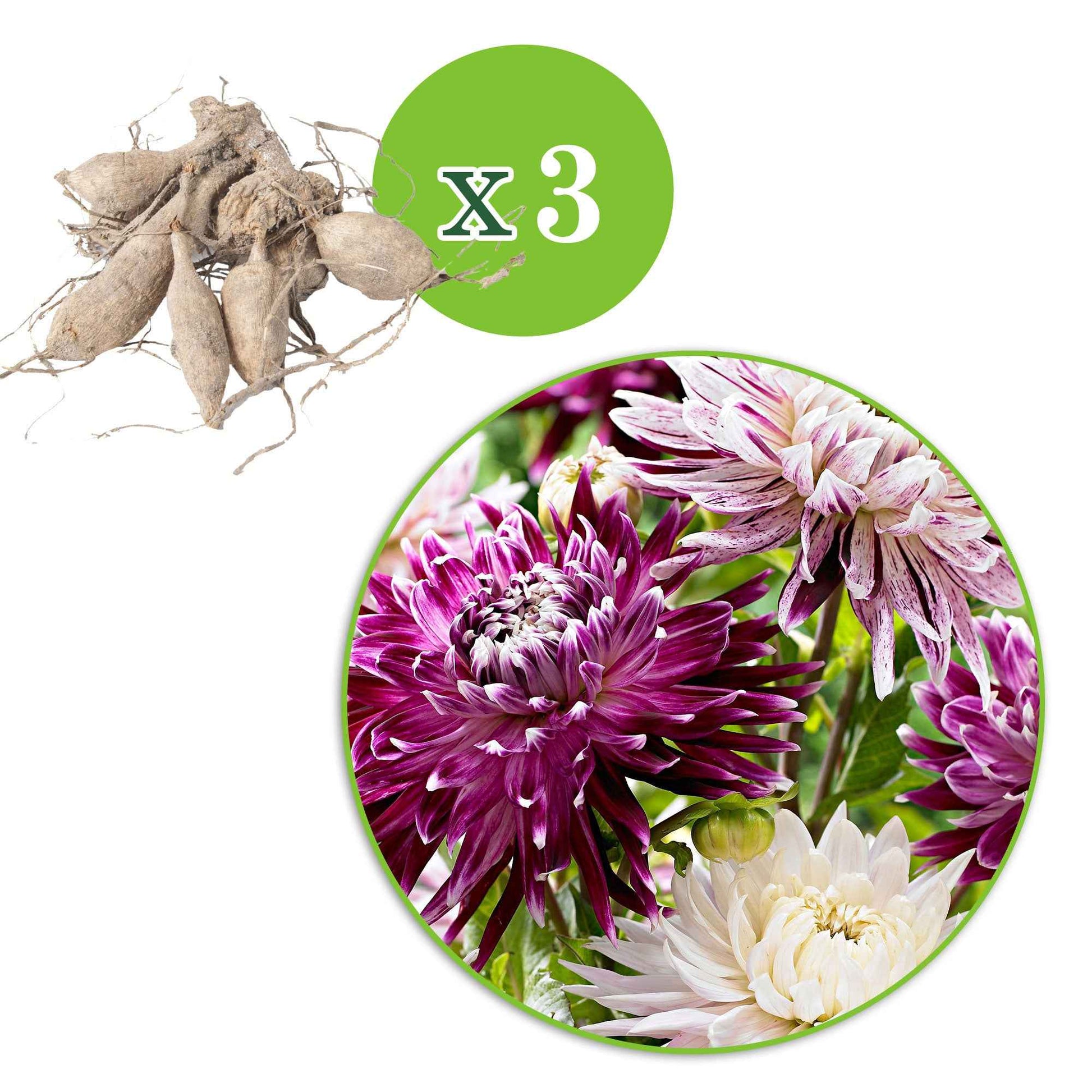 Dahlien 'Avignon' + 'Vancouver' (x3) - Dahlia 'avignon','vancouver' - Bakker