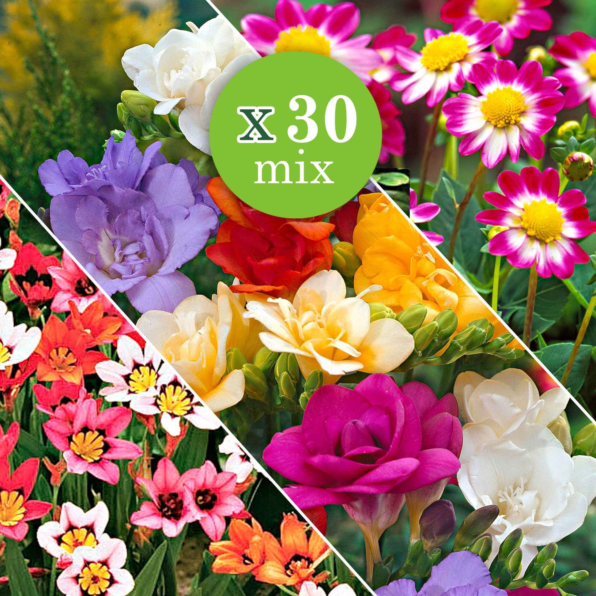 Freesia, sparaxis, dahlia - Sommerblüher-Blumenzwiebeln Mischung (x30) - Zwiebelpaket für Beete