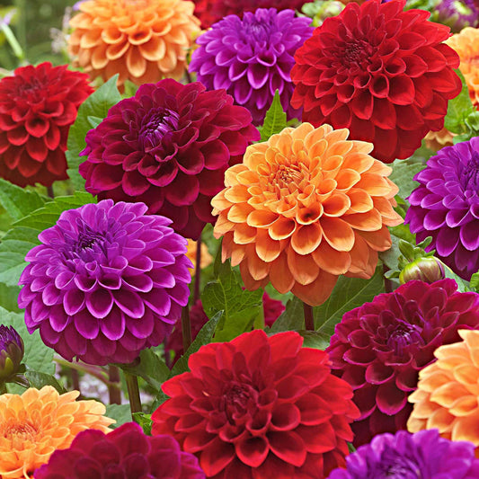 Dahlien Mischung 'Origami Honey' (x5) - Bakker