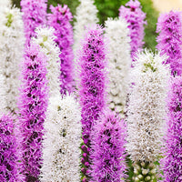 Prachtscharte 'Alba' (x12) - Liatris spicata - Bakker
