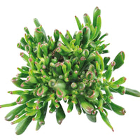 Dickblatt 'Hobbit' - Crassula ovata hobbit - Bakker