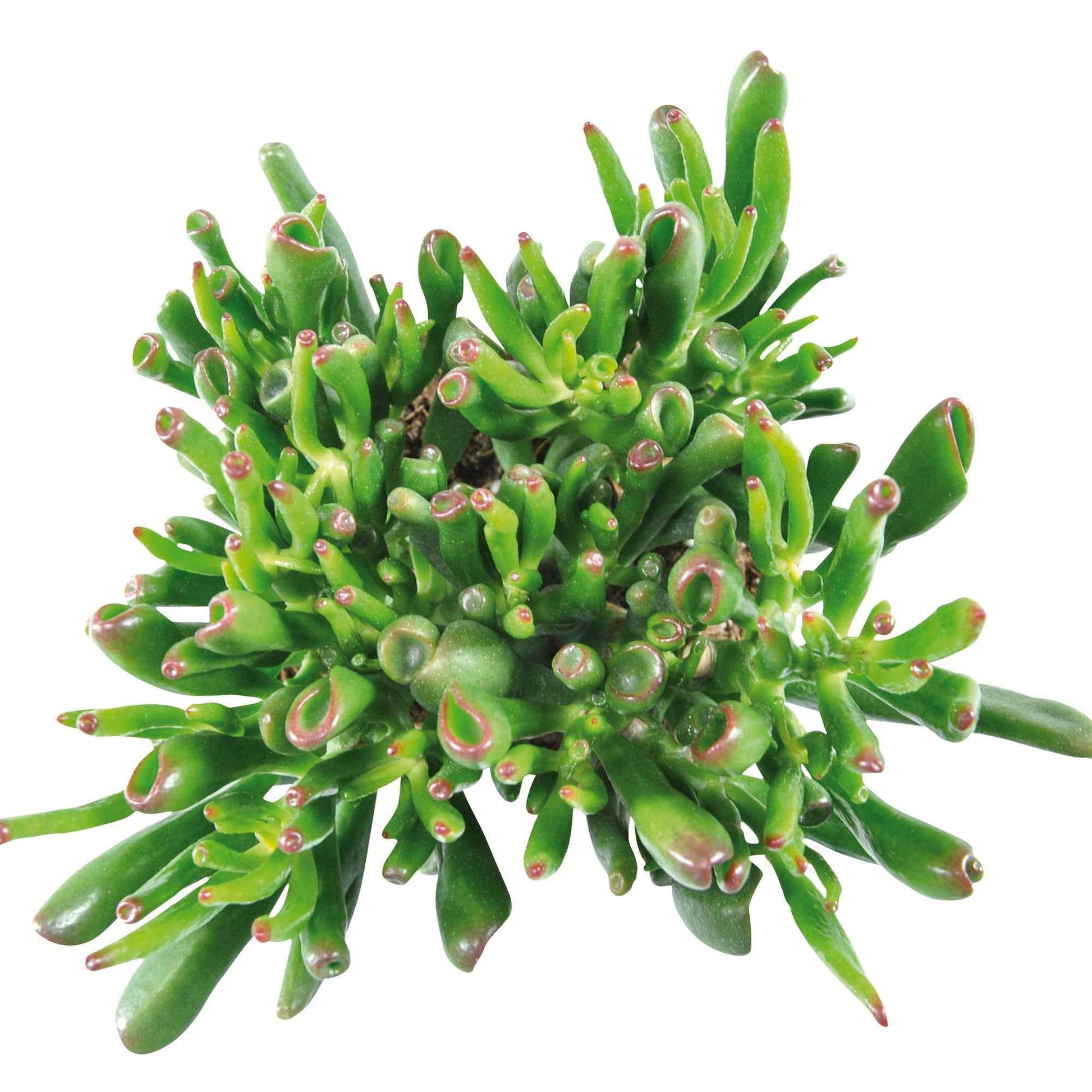 Dickblatt 'Hobbit' - Crassula ovata hobbit - Bakker
