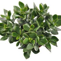 Geldbaum Crassula 'Hulk' - Crassula ovata Hulk - Bakker