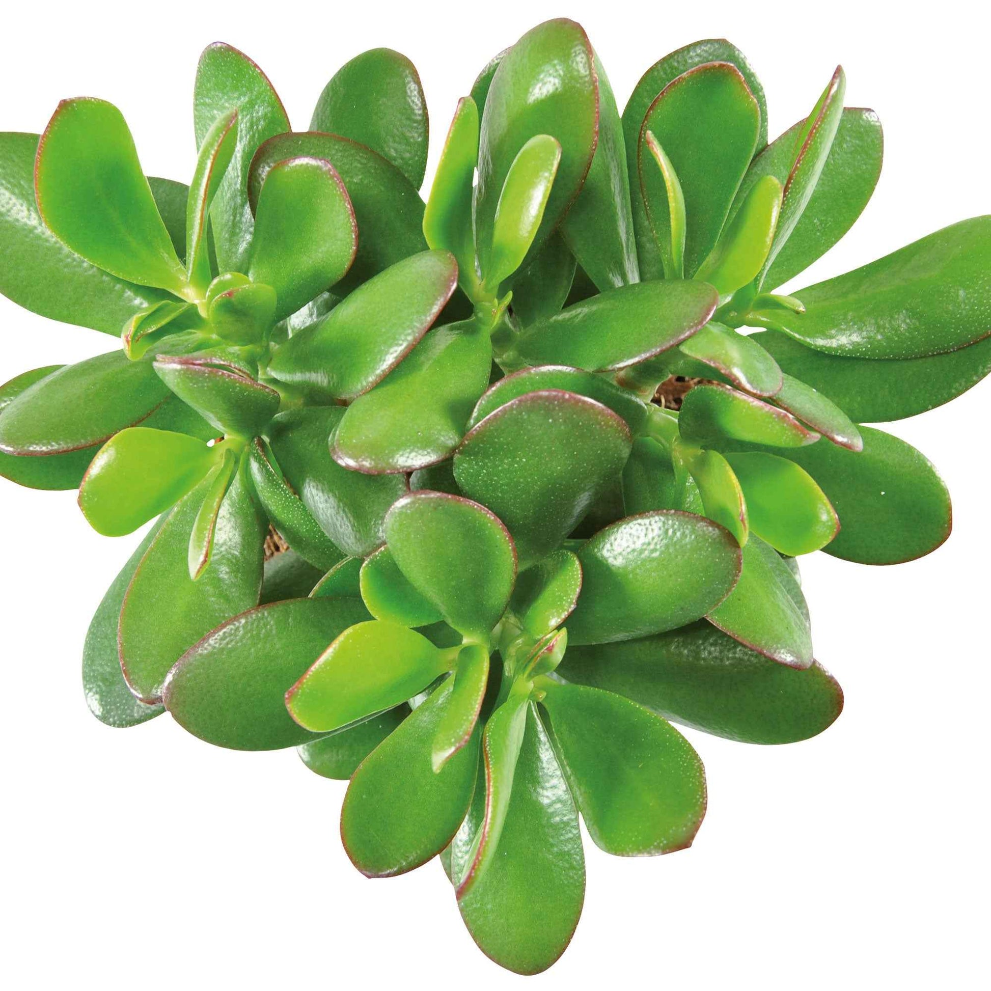 Crassula ovata argentea - Geldbaum - Kaktus und fette Pflanze