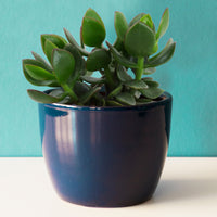 Geldbaum - Crassula ovata argentea - Bakker