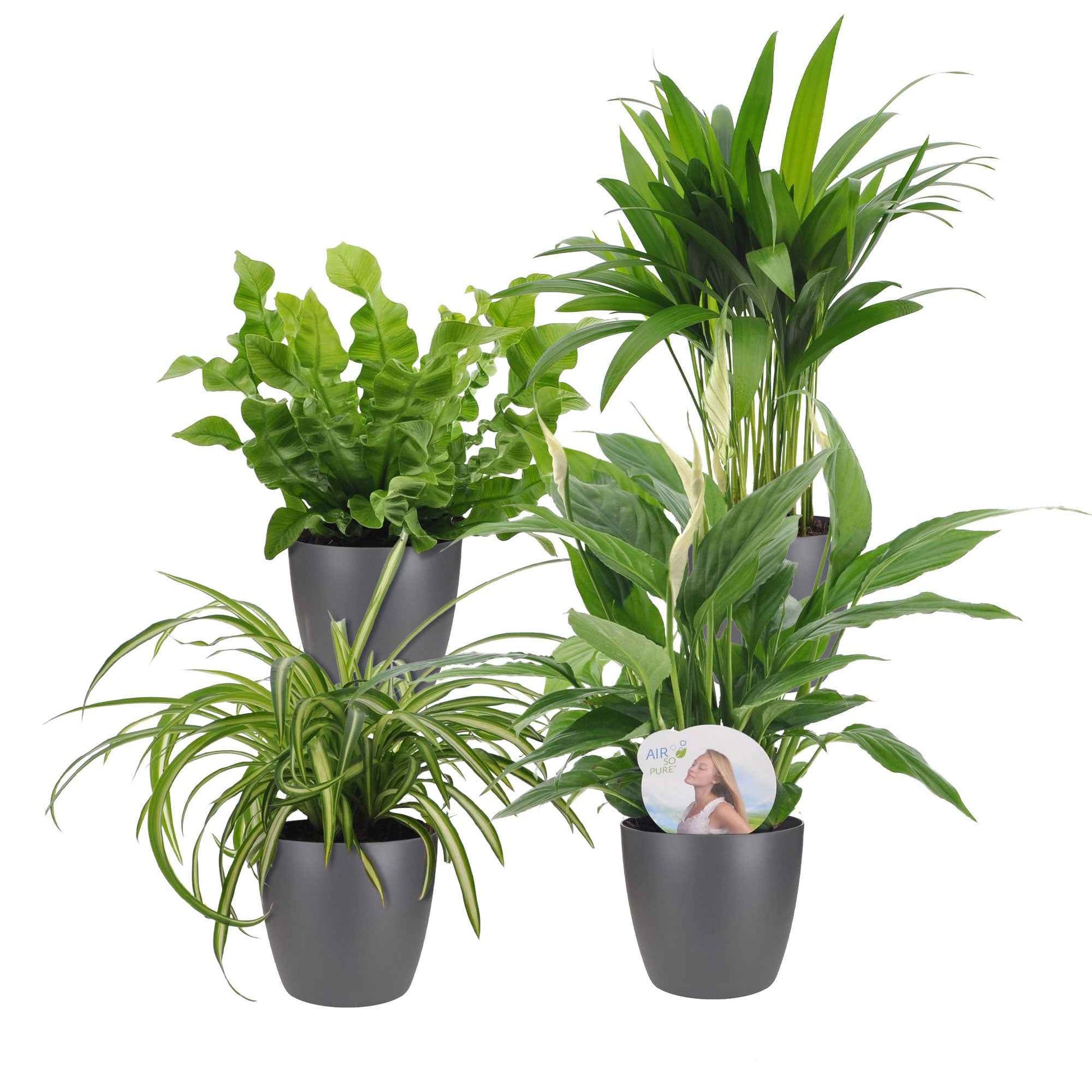 Luftreinigende Zimmerpflanzen-Kollektion mit grauen Übertöpfen - Luchtz. plant 4 st - Bakker