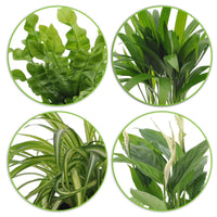 Luchtz. plant 4 st - Luftreinigende Zimmerpflanzen-Kollektion mit grauen Übertöpfen - Chlorophytum