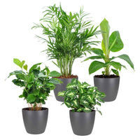 Tropische Pflanzen Mischung inkl. Ziertöpfe, grau (x4) - Chamaedorea, Syngonium, Musa, Coffea 'Fresh' - Bakker
