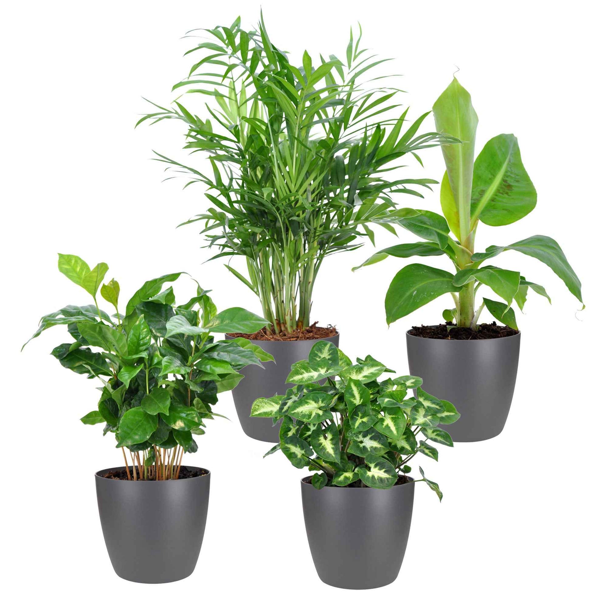 Tropische Pflanzen Mischung inkl. Ziertöpfe, grau (x4) - Chamaedorea, Syngonium, Musa, Coffea 'Fresh' - Bakker