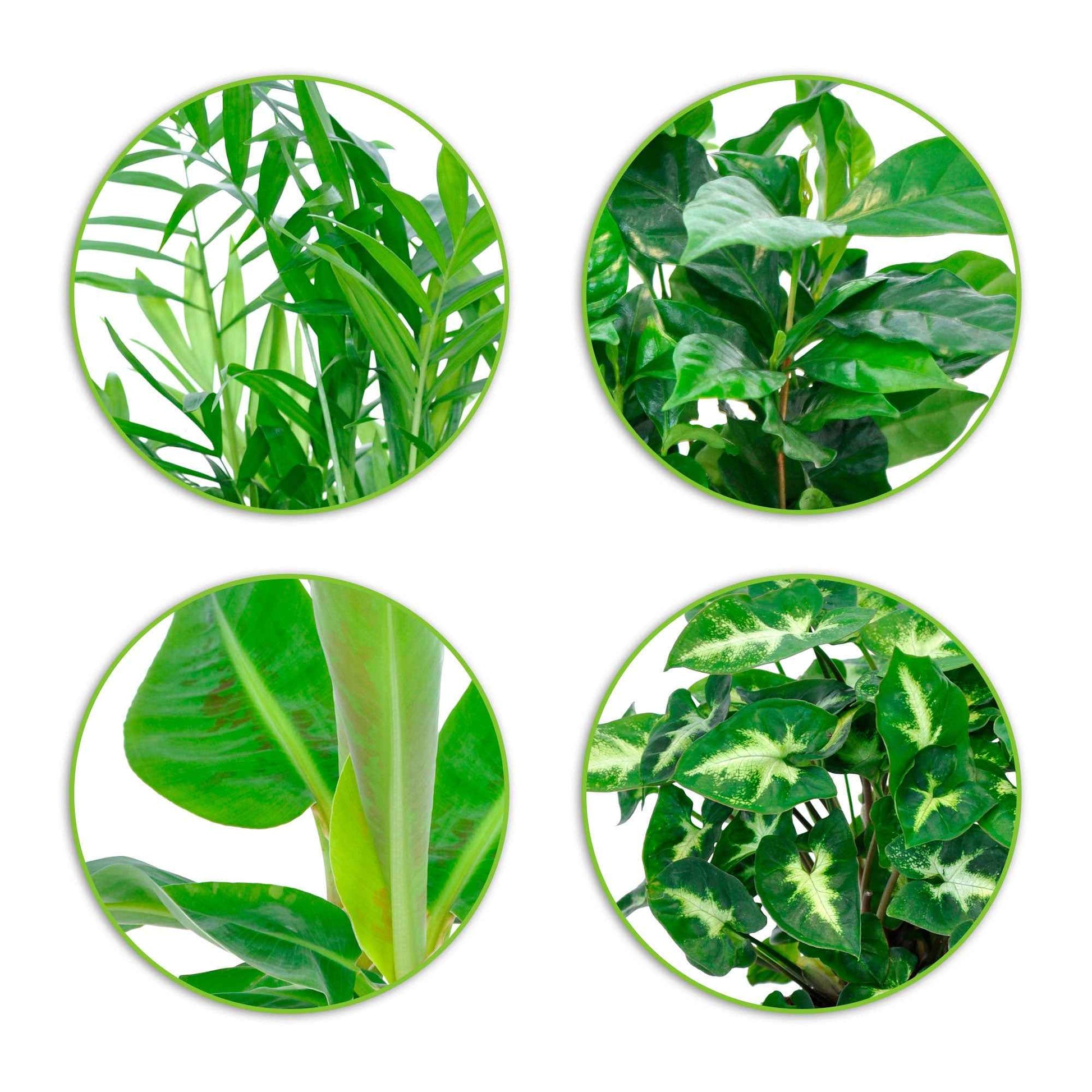 Chamaedorea, Syngonium, Musa, Coffea 'Fresh' - Tropische Pflanzen Mischung inkl. Ziertöpfe, grau (x4) - Zimmerpflanzen mit Ziertopf