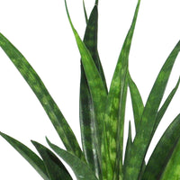 Sansevieria Kirkii Friends - Bogenhanf 'Friends' - Sansevieria