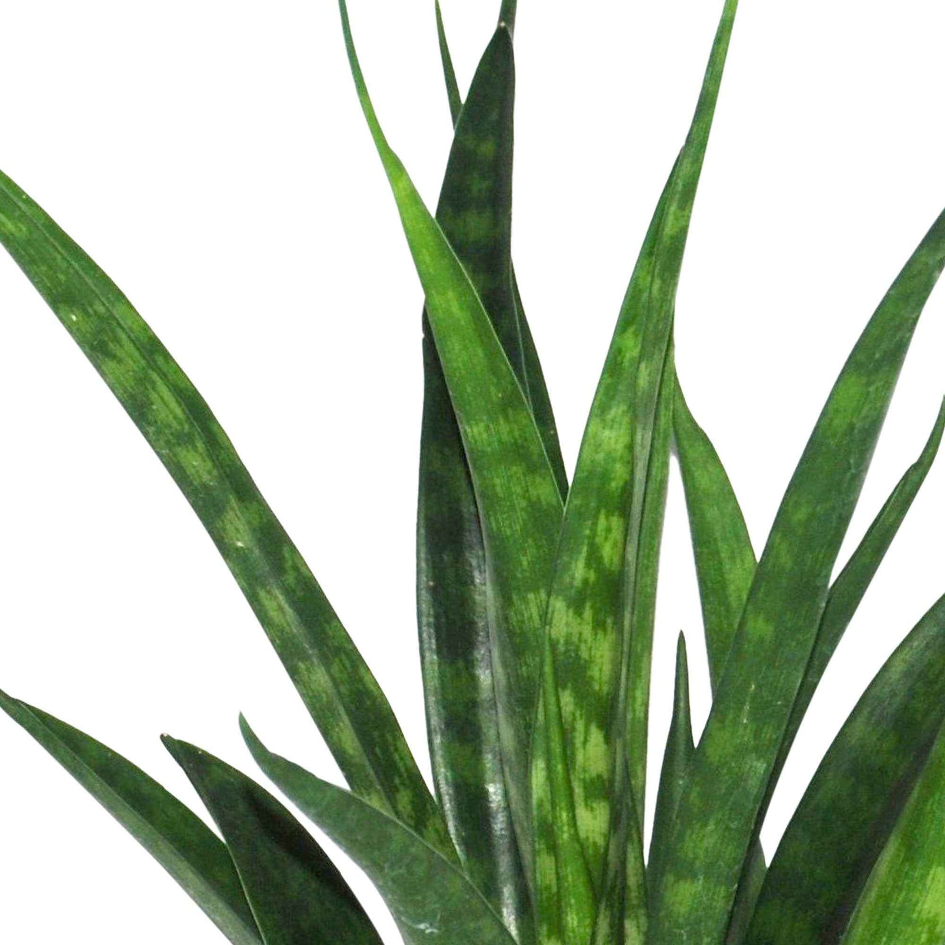 Sansevieria Kirkii Friends - Bogenhanf 'Friends' - Sansevieria
