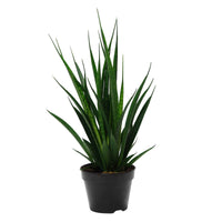 Bogenhanf 'Friends' - Sansevieria Kirkii Friends - Bakker