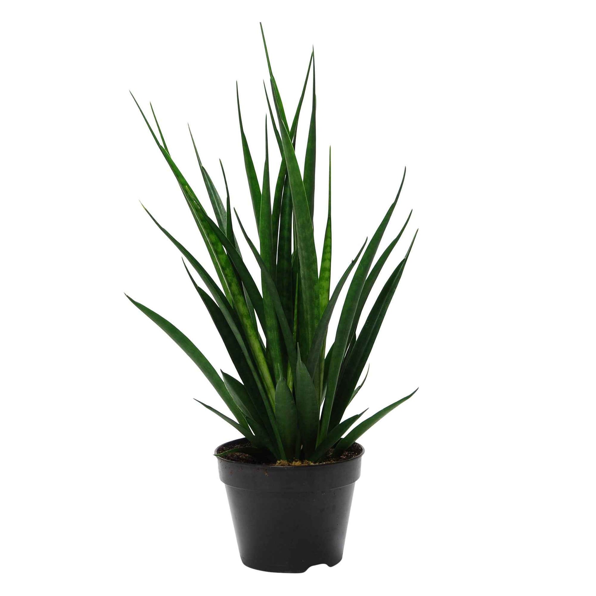 Bogenhanf 'Friends' - Sansevieria Kirkii Friends - Bakker