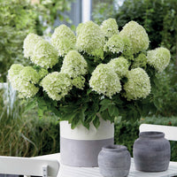 Rispenhortensie 'Little Spooky' - Hydrangea paniculata little spooky - Bakker