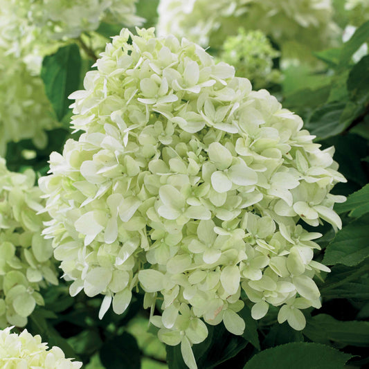 Rispenhortensie 'Little Spooky' - Bakker