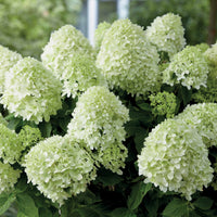 Hydrangea paniculata little spooky - Rispenhortensie 'Little Spooky' - Rispenhortensie