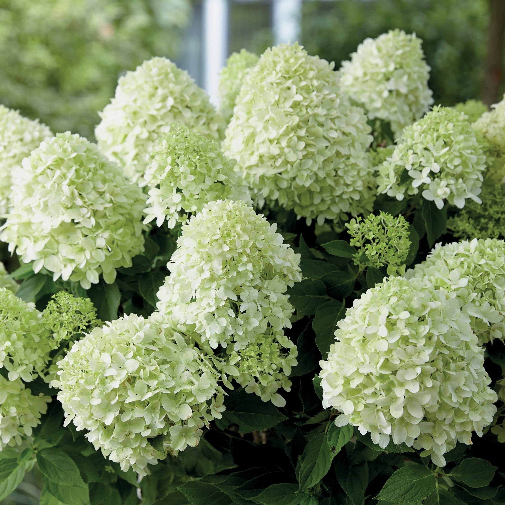 Hydrangea paniculata little spooky - Rispenhortensie 'Little Spooky' - Rispenhortensie
