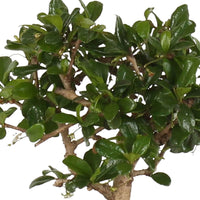 Bonsai Carmona - Bonsaï carmona - Bakker