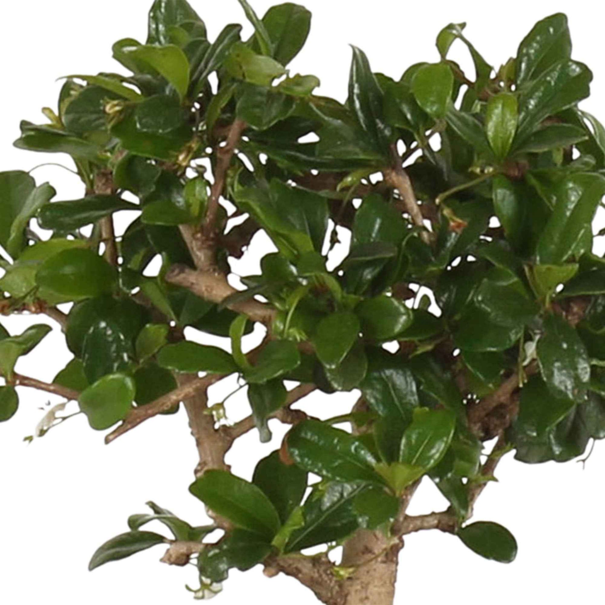 Bonsai Carmona - Bonsaï carmona - Bakker