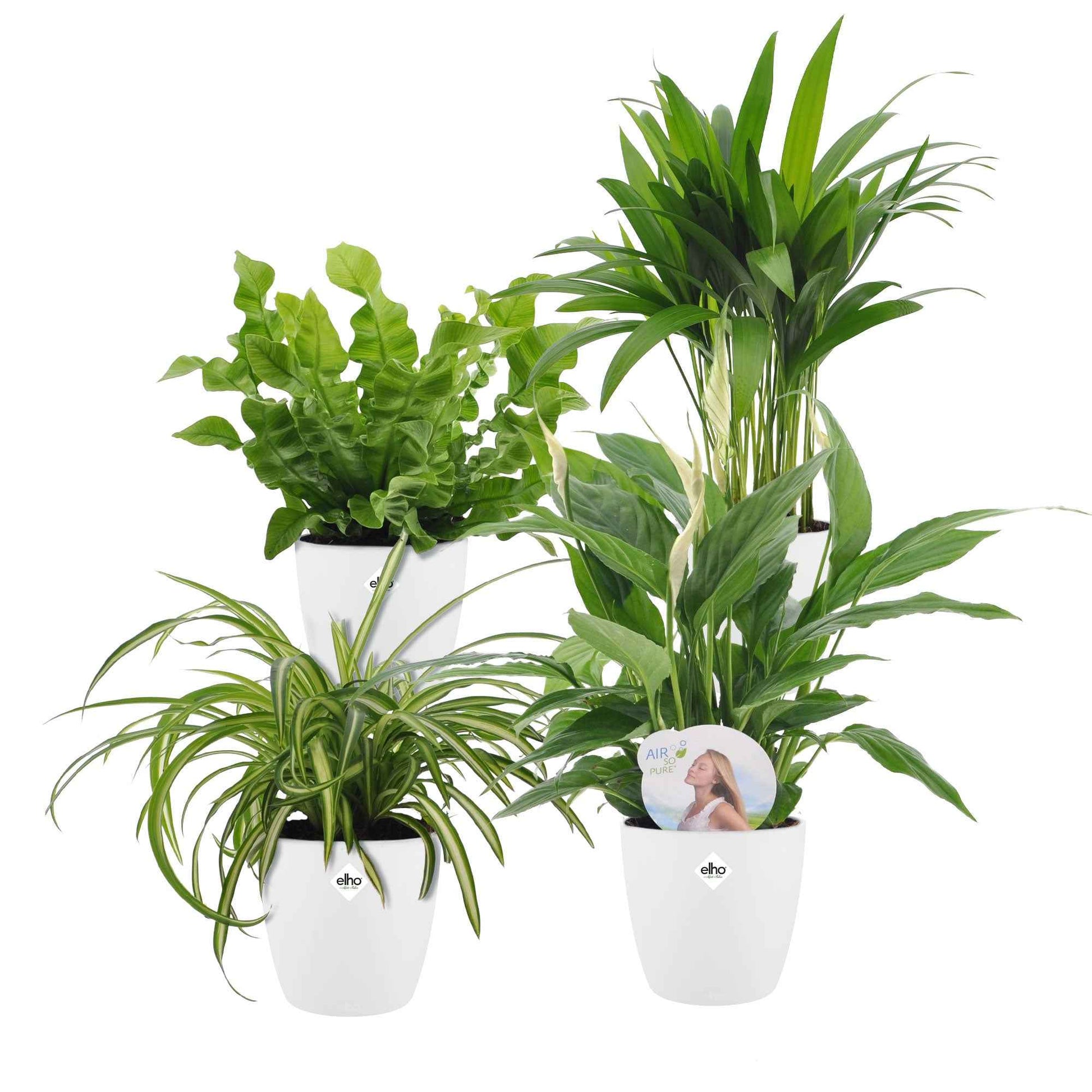 Luftreinigende Zimmerpflanzen-Kollektion mit weißen Übertöpfen - Dypsis, Chlorophytum, Asplenium, Spathiphyllum - Bakker