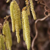 Verkauf Korkenzieherhasel 'Contorta' - Corylus avellana 'contorta'