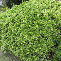 Spindelstrauch 'Emerald Gaiety' - Euonymus fortunei emerald gaiety - Bakker