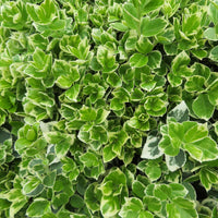 Euonymus fortunei emerald gaiety - Spindelstrauch 'Emerald Gaiety' - Blühende Sträucher