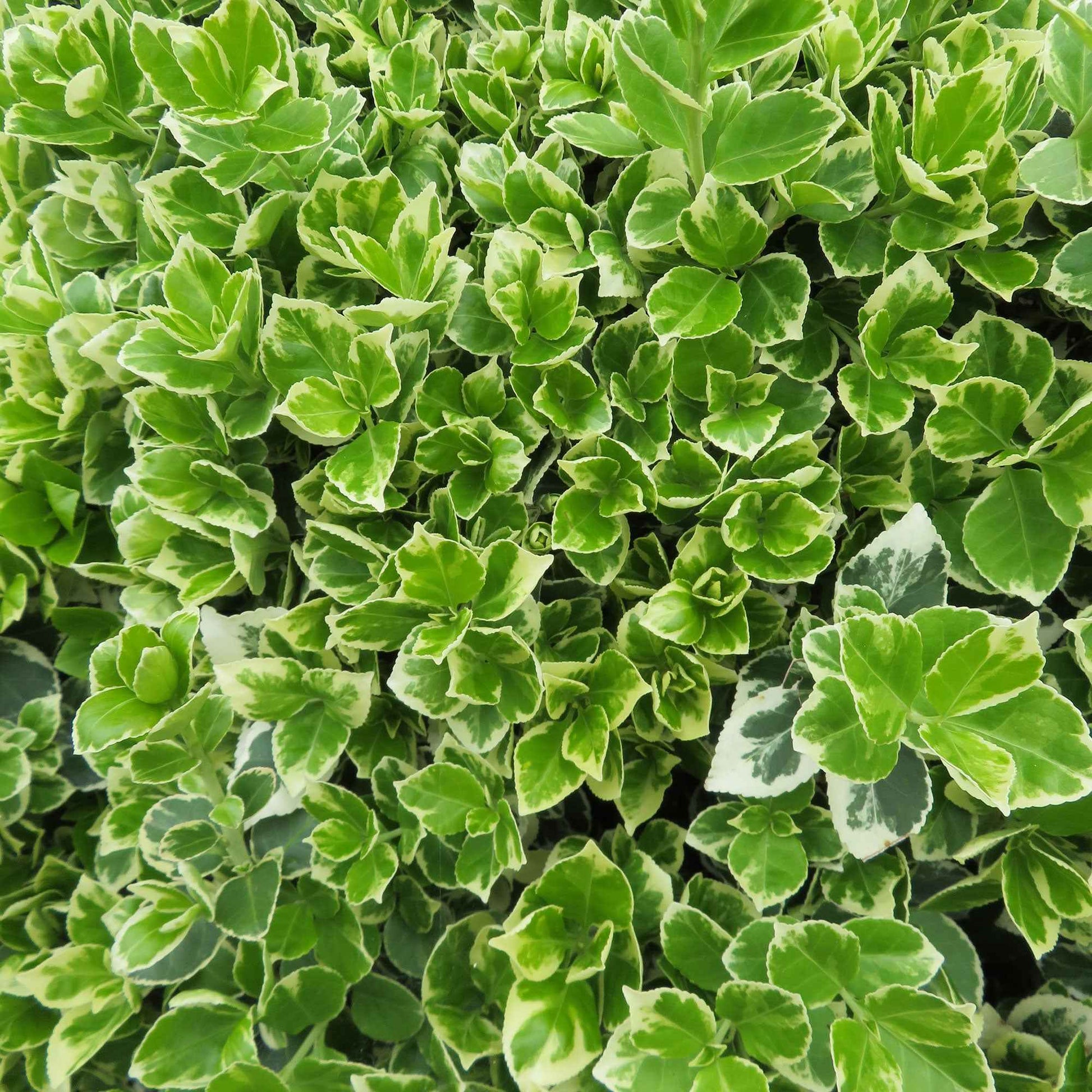 Euonymus fortunei emerald gaiety - Spindelstrauch 'Emerald Gaiety' - Blühende Sträucher