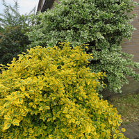 Spindelstrauch ‚Emerald ’n’ Gold‘ - Bakker