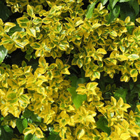 Spindelstrauch ‚Emerald ’n’ Gold‘ - Euonymus fortunei Emerald and Gold - Bakker