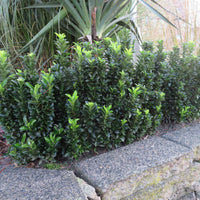 Japanischer Spindelstrauch 'Green Spire' - Bakker