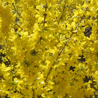 Forsythie 'Mikador' - Forsythia x intermedia 'mikador' - Bakker