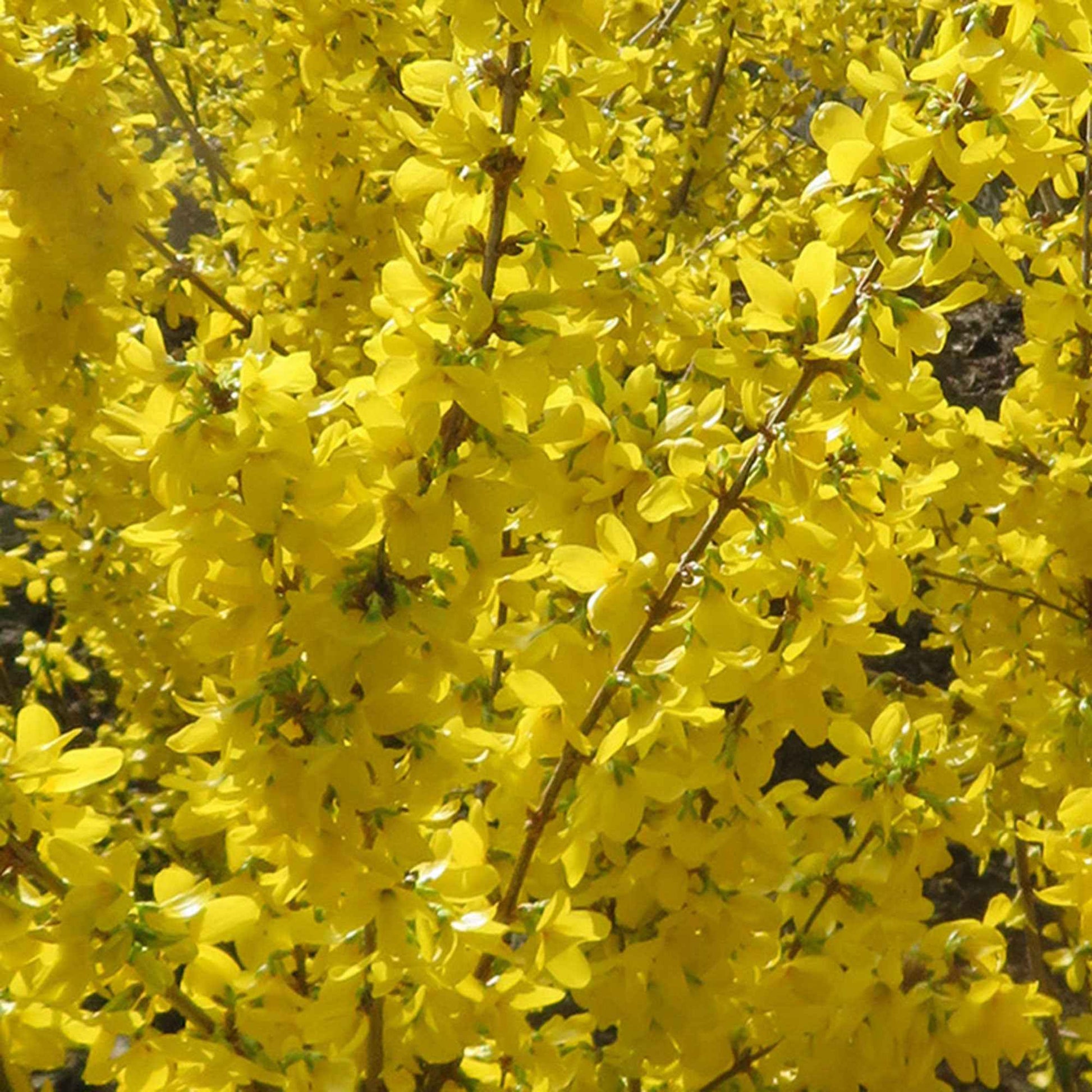 Forsythie 'Mikador' - Forsythia x intermedia 'mikador' - Bakker