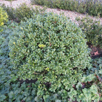 Japanische Stechpalme 'Caroline Upright' - Ilex crenata 'caroline upright' - Bakker