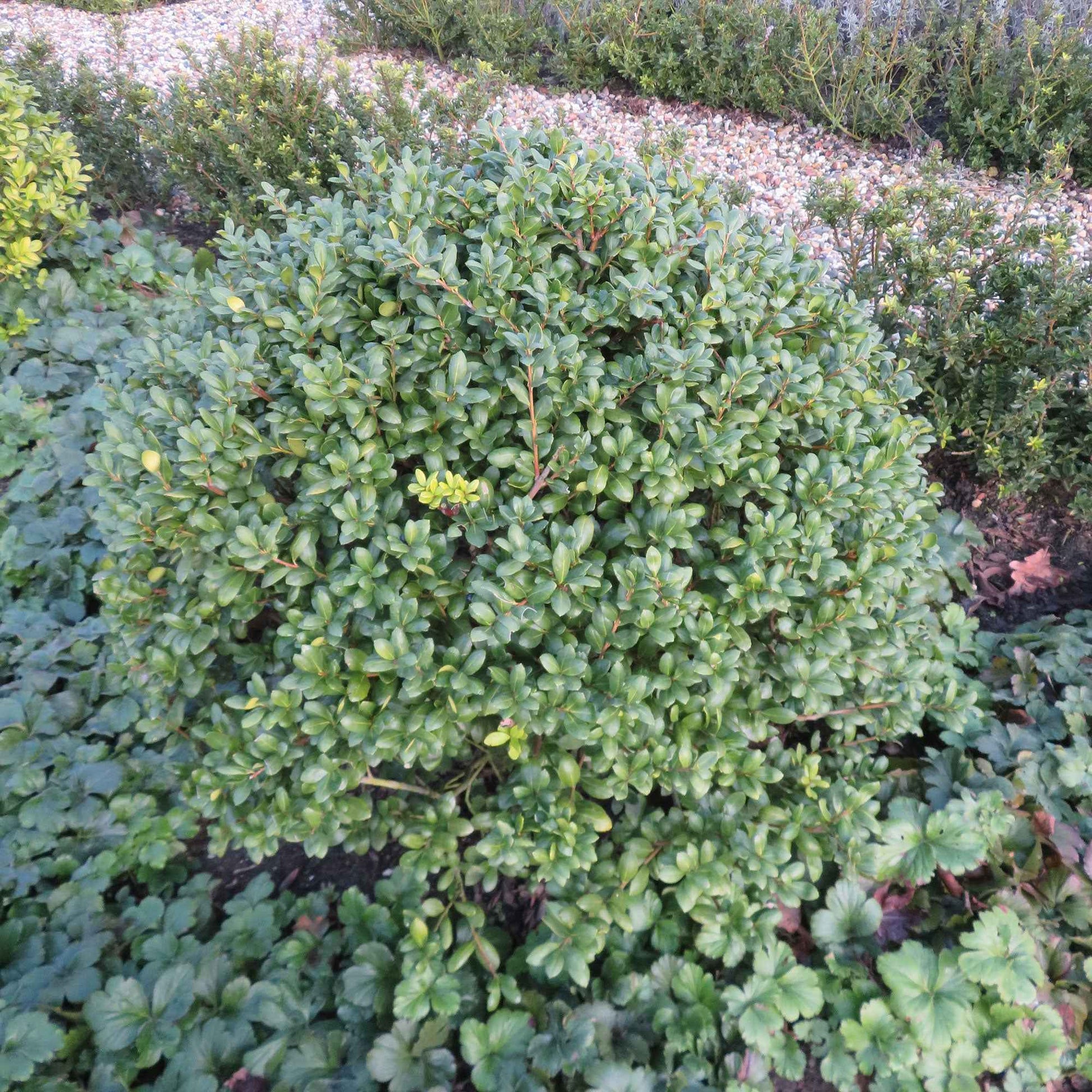 Japanische Stechpalme 'Caroline Upright' - Ilex crenata 'caroline upright' - Bakker