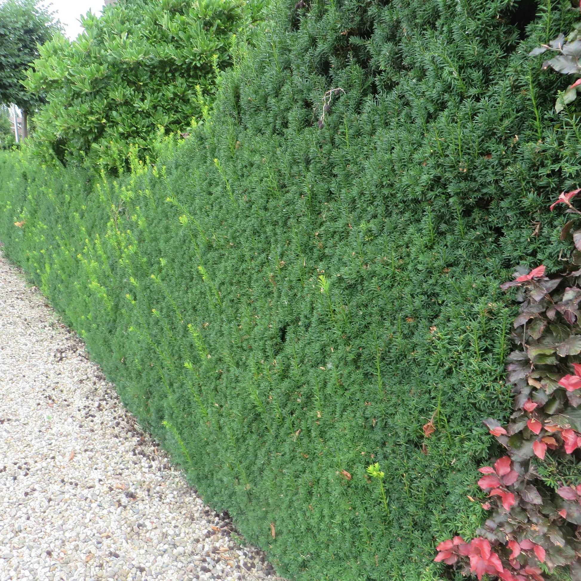 Taxus 'Hicksii' - Bakker