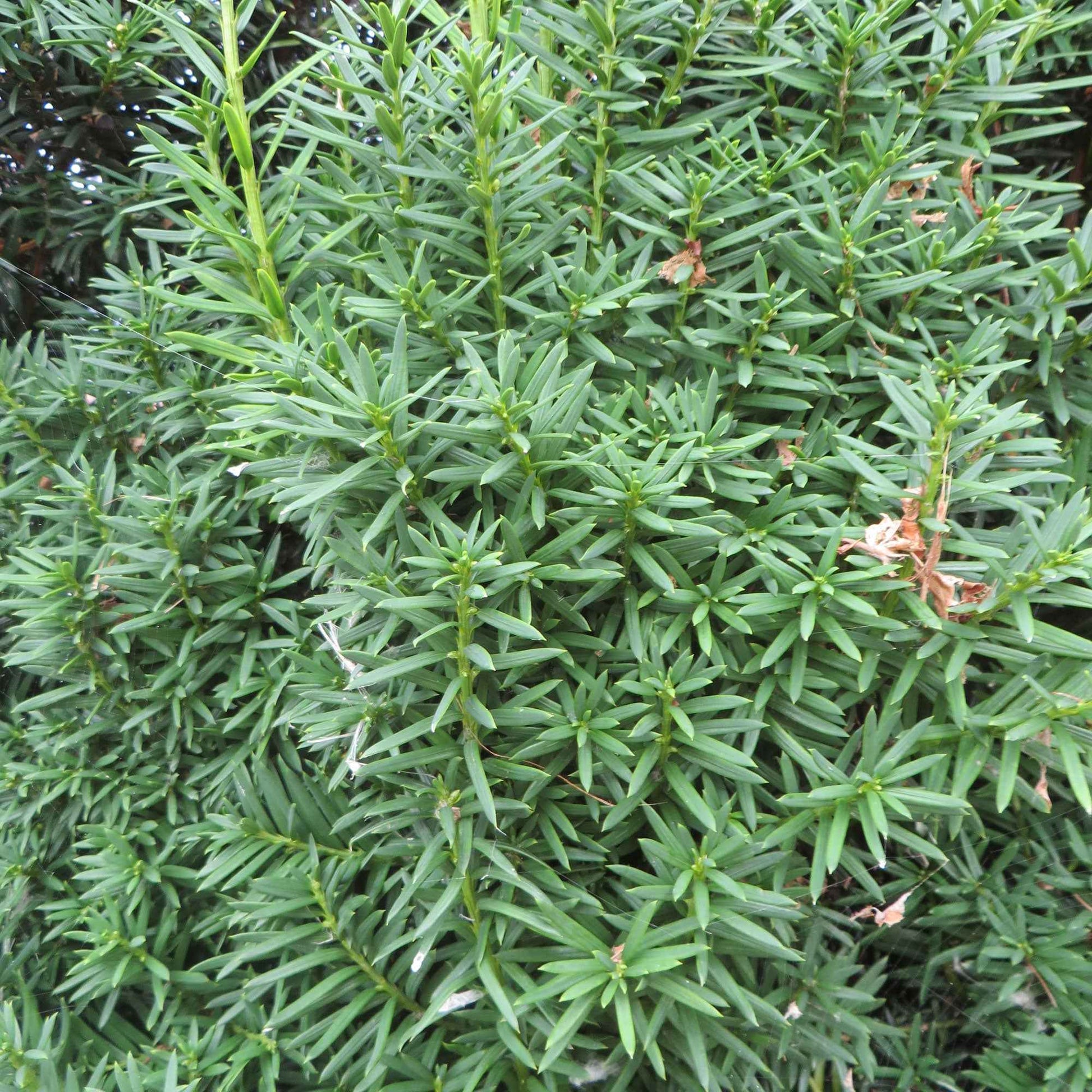 Taxus 'Hicksii' - Taxus media Hicksii - Bakker
