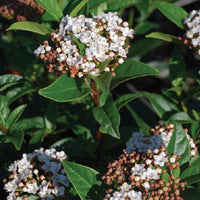 Lorbeer-Schneeball - Viburnum tinus - Bakker