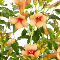Campsis tagliabuana Indian Summer ® - Trompetenblume 'Indian Summer' - Campsis - Trompetenblume